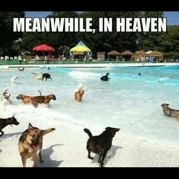 Meet your Posher, Jan - Picture 5 of 5